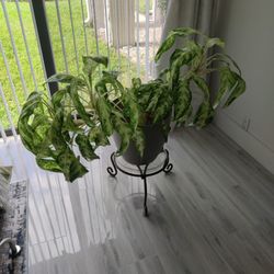 Real Big Spathiphilim And Base Suport