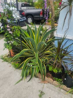 Variegated Agave Desmettiana