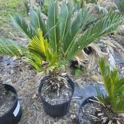 Sago Palms