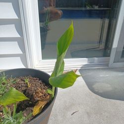 Red Canna Lilly Plant