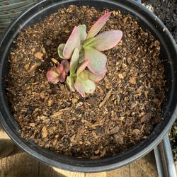 Succulents For Sale