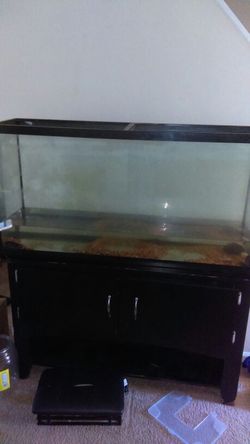 60inch fish tank