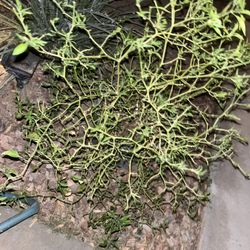 Chiltepin Pepper Plant