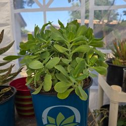 Big succulent