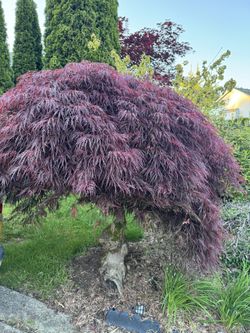 Japanese Maples Tree