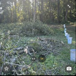 Free Pecan Tree Wood