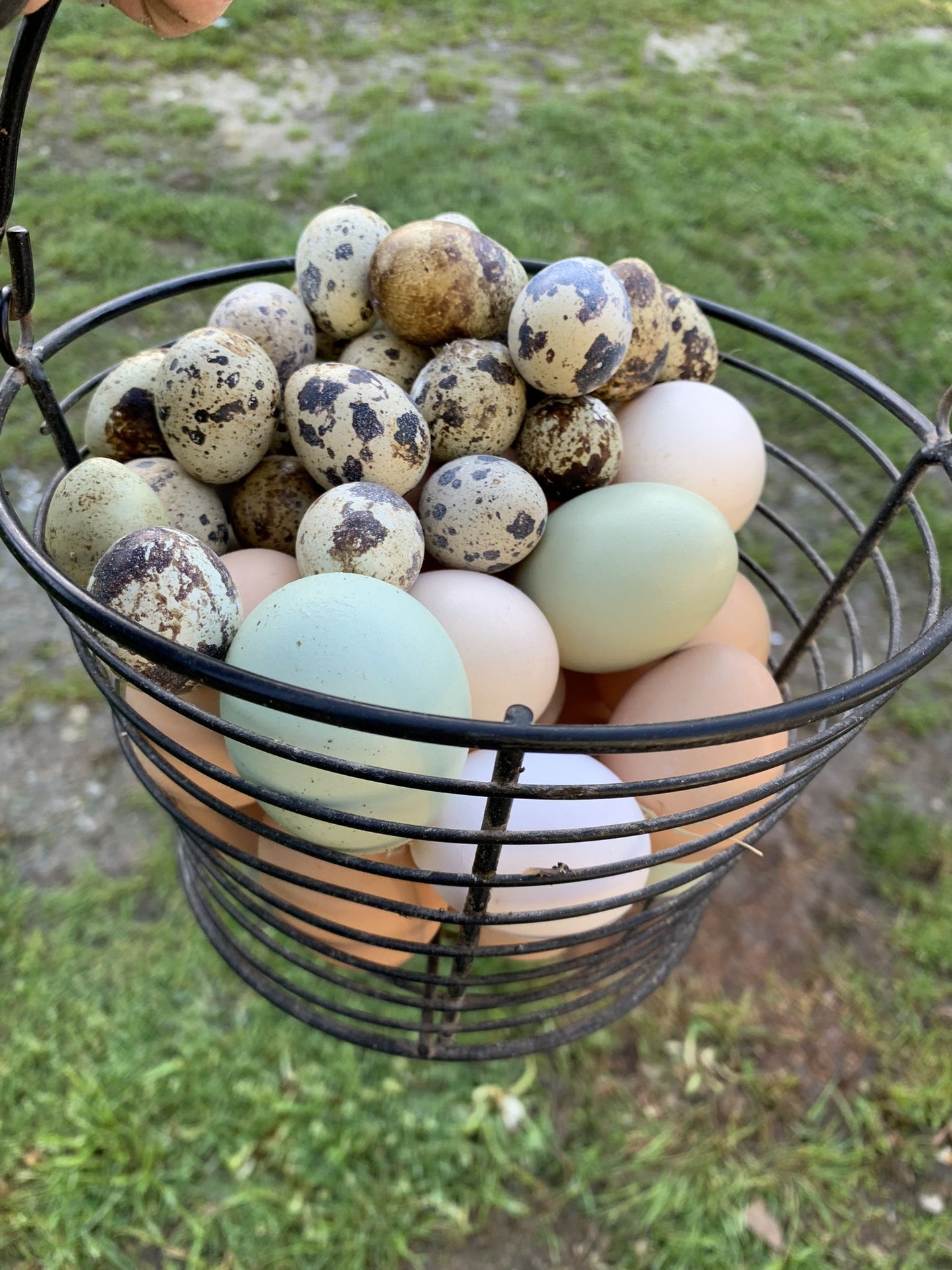 Fresh eggs 🥚🐣🐥