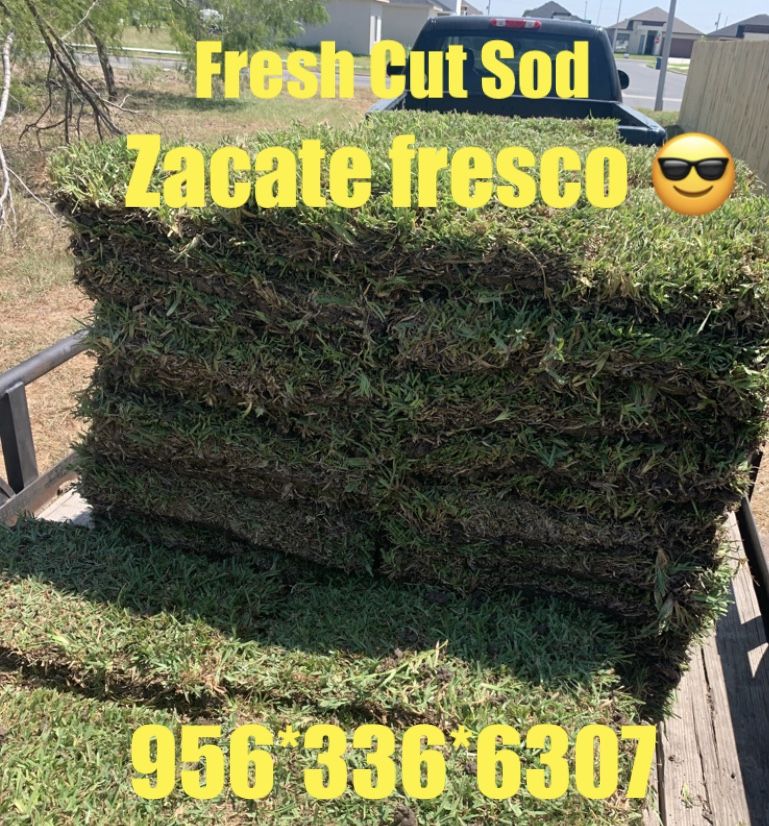 Fresh Cut Carpet Grass By The Pallet