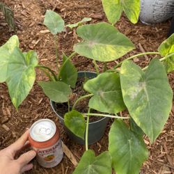 Rare/specialty 6” Pot Variegated Alocasia, 95820