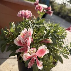 Peruvian Lily