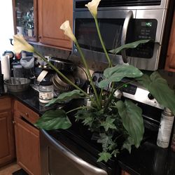 Cali-Lily Vase Flower