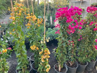 Bougainvillea staked 5 gallons pots 25$ each