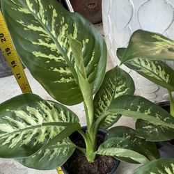 One gallon (6.5” Pot) Dieffenbachia Tropic Snow, Super Healthy Indoor Plant, Now$20each/reg.$25each; 95820