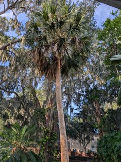 Free Sable Palm