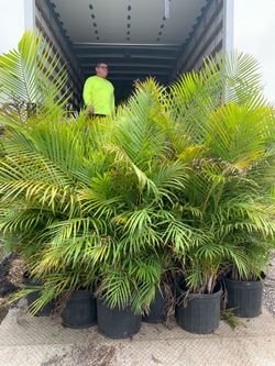 Areca 15g full