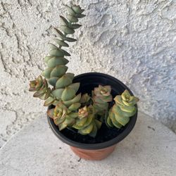 4 Inch Pot Succulent Plant - Crassula Perforata  - String of Buttons  - Rooted & Established Plant - Drought Resistant - 🪴