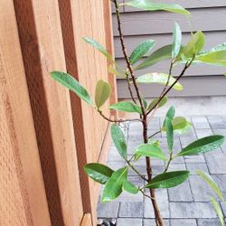 Sweetbay Magnolia Tree 34 Inches