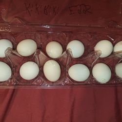Kikiriki Hatching Eggs B!rDs