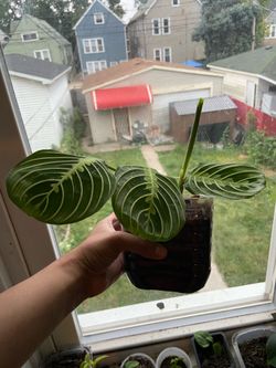 Maranta
