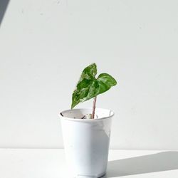 Rare White Knight Albo Variegata Arrowhead Plant / House Plant/ Indoor Plant Flower Patio Garden