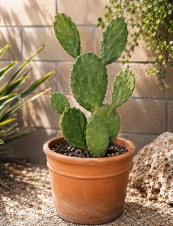 🌿 Downsizing! Premium Succulents, Mature Jade Trees, Snake Plants, Agaves, Designer Planters & Garden Décor • $5–$100
