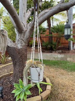 Monkey Paw Cactus