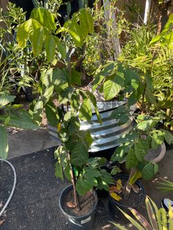 Ice Cream Bean Tree