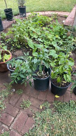 Vegetable plants 5 gallon $15ch or OBO