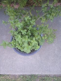 Yerbabuena