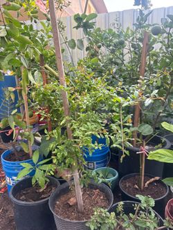 Árbol de Limón en Venta