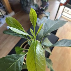 Plant Avocado 