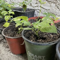 1 gal Planta de Chile mazano / Perón