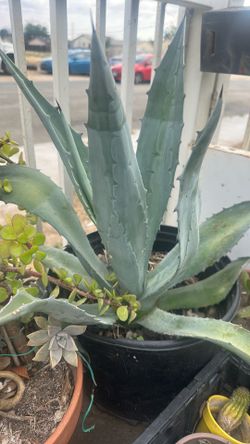 Maguey.    $6