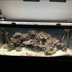 75 Gal Saltwater Set Up  