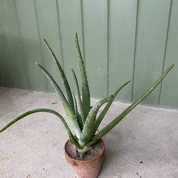 Large Aloe Plant in Clay Pot 🪴 