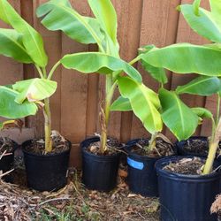 Banana  Plants