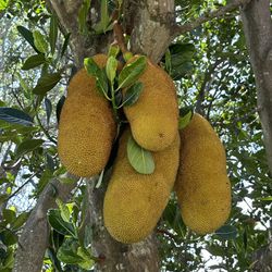 Organic Jackfruit 