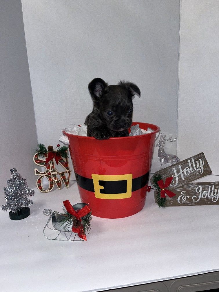 Holiday Profesional Pics