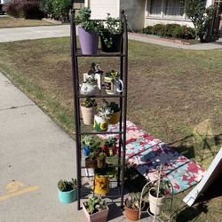 Succulents