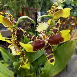 Rare Rossioglossum Radeon Jester “Great Bee” Orchid 
