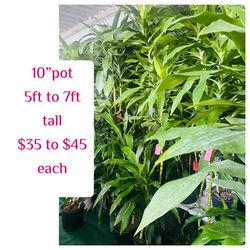 Plants (Dracaena Lisa “fortune plants” $35 & $45 each)