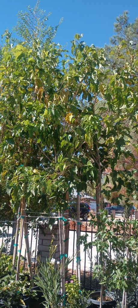 Mulberry Tree.