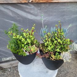 Succulents Arrangement Plant 10" Pot $10 Each
