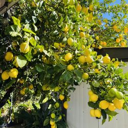 ORGANIC FRESHLY PICK LEMON 🍋- 5 Pieces For $1