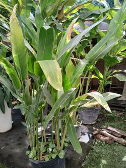 Heliconia plants on sale now $110