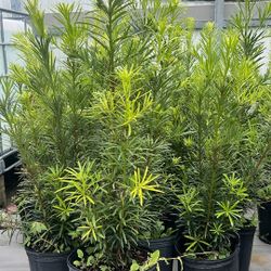 PODOCARPUS PRIVACY & LOW MAINTENANCE Over 3-4 feet