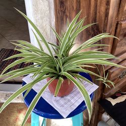 Spider Plant 