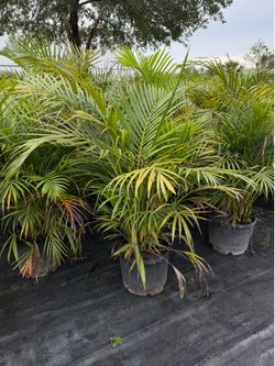 Areca Palm 4 FT