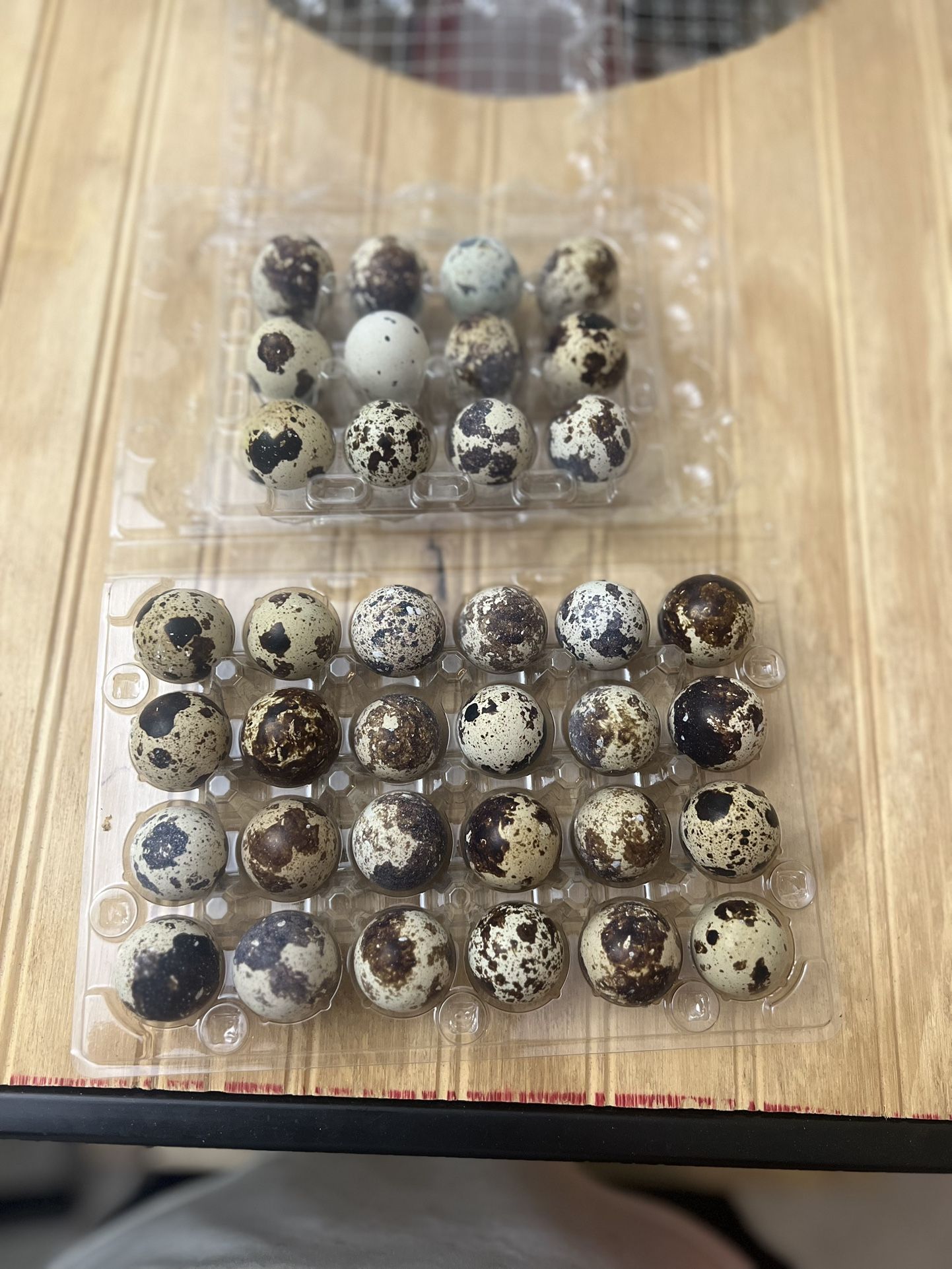 Coturnix Quail Eggs