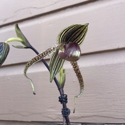 paphiopedilum gold dynasty x giant wings